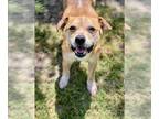 Border Terrier Mix DOG FOR ADOPTION RGADN-1343222 - NEBRASKA - Border Terrier /