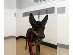 Australian Kelpie DOG FOR ADOPTION RGADN-1343237 - RIKER - Australian Kelpie