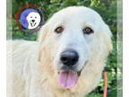 Great Pyrenees DOG FOR ADOPTION RGADN-1343240 - Ellie - Great Pyrenees (long