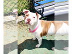 American Staffordshire Terrier Mix DOG FOR ADOPTION RGADN-1343244 - Emma -