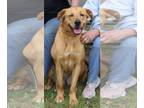 Golden Retriever Mix DOG FOR ADOPTION RGADN-1343249 - Bluebell - Golden