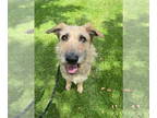 Airedale Terrier Mix DOG FOR ADOPTION RGADN-1343250 - REGINA - Airedale Terrier