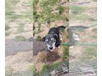 Huskies Mix DOG FOR ADOPTION RGADN-1343252 - Raven - Husky / Mixed (medium coat)