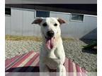 Huskies Mix DOG FOR ADOPTION RGADN-1343256 - PEARL - Husky / Mixed (medium coat)