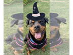 Rottweiler DOG FOR ADOPTION RGADN-1343257 - Linda - Rottweiler (medium coat) Dog