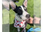Border Collie Mix DOG FOR ADOPTION RGADN-1343258 - Ackerly - Border Collie /