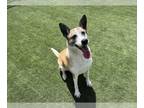 German Shepherd Dog Mix DOG FOR ADOPTION RGADN-1343260 - LINDY - Australian