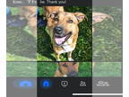 Labrador Retriever Mix DOG FOR ADOPTION RGADN-1343269 - Oliver - Labrador