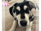 Huskies Mix DOG FOR ADOPTION RGADN-1343270 - Monchhichi - Husky / Mixed (medium