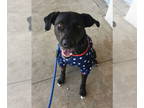 Labrador Retriever Mix DOG FOR ADOPTION RGADN-1343273 - Leo - Labrador Retriever