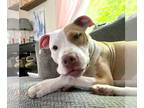 American Pit Bull Terrier DOG FOR ADOPTION RGADN-1343281 - V MOM LOU LOU - Pit