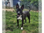 American Pit Bull Terrier-Miniature Bull Terrier Mix DOG FOR ADOPTION