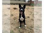 German Shepherd Dog-Huskies Mix DOG FOR ADOPTION RGADN-1343298 - Yogi - German