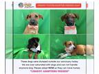 Catahoula Leopard Dog Mix DOG FOR ADOPTION RGADN-1343299 - Street dogss -