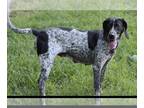 German Shorthaired Pointer Mix DOG FOR ADOPTION RGADN-1343301 - Millie - German