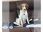 Beagle DOG FOR ADOPTION RGADN-1343306 - Sparkly - Beagle Dog For Adoption