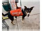 Australian Kelpie-Basenji Mix DOG FOR ADOPTION RGADN-1343308 - Reese -