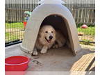 Great Pyrenees DOG FOR ADOPTION RGADN-1343310 - Pete - Great Pyrenees (long