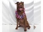 Mastador DOG FOR ADOPTION RGADN-1343311 - *BERTHA - Labrador Retriever / Mastiff