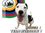 American Pit Bull Terrier DOG FOR ADOPTION RGADN-1343327 - MOWGLI - Pit Bull