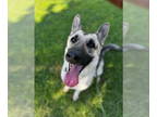 German Shepherd Dog DOG FOR ADOPTION RGADN-1343328 - CHANEL - German Shepherd