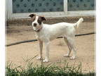 Brittany Mix DOG FOR ADOPTION RGADN-1343349 - Hazel - Brittany / Jack Russell