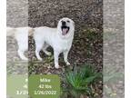 Labrador Retriever DOG FOR ADOPTION RGADN-1343359 - Mike - Labrador Retriever