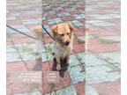 Golden Retriever-Hovawart Mix DOG FOR ADOPTION RGADN-1343360 - Candy - Golden