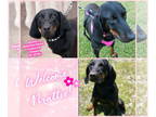 Black and Tan Coonhound DOG FOR ADOPTION RGADN-1343362 - Mattie - Black and Tan