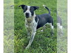Labrador Retriever Mix DOG FOR ADOPTION RGADN-1343363 - Buck - Labrador