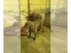 Chesapeake Bay Retriever DOG FOR ADOPTION RGADN-1343366 - Bo - Chesapeake Bay
