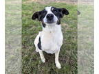 Jack Russell Terrier Mix DOG FOR ADOPTION RGADN-1343371 - Scooby - Jack Russell