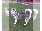 Mix DOG FOR ADOPTION RGADN-1343378 - Jackie - Husky Dog For Adoption