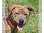 Black Mouth Cur-Plott Hound Mix DOG FOR ADOPTION RGADN-1343414 - Nala - Black