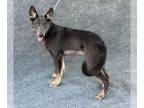 German Shepherd Dog Mix DOG FOR ADOPTION RGADN-1343419 - UNIQUE - German