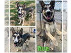 German Shepherd Dog-Huskies Mix DOG FOR ADOPTION RGADN-1343424 - Bub - German