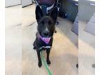 German Shepherd Dog Mix DOG FOR ADOPTION RGADN-1343438 - FRONZ - German Shepherd