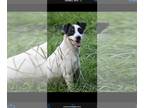 Jack Russell Terrier Mix DOG FOR ADOPTION RGADN-1343442 - Richie - Jack Russell