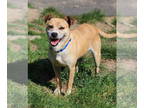 Pug Mix DOG FOR ADOPTION RGADN-1343458 - Inga - Terrier / Pug / Mixed Dog For