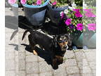 Dachshund DOG FOR ADOPTION RGADN-1343464 - Myles in VA (this boy is SWEET) -