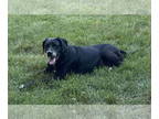Labrador Retriever Mix DOG FOR ADOPTION RGADN-1343471 - Sam - Labrador Retriever