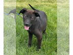 Labrador Retriever Mix DOG FOR ADOPTION RGADN-1343474 - Sawyer - Labrador