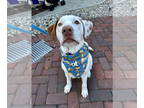 Bullboxer Pit DOG FOR ADOPTION RGADN-1343475 - Lyle - Boxer / American Pit Bull