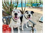 American Pit Bull Terrier Mix DOG FOR ADOPTION RGADN-1343477 - Bronson and Hardy