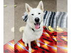 Alaskan Malamute-Huskies Mix DOG FOR ADOPTION RGADN-1343479 - Freya - Alaskan