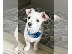 Poodle (Miniature) Mix DOG FOR ADOPTION RGADN-1343506 - Flower - Terrier /