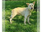 German Shepherd Dog DOG FOR ADOPTION RGADN-1343508 - Jimmy Buffet - German