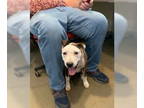 American Pit Bull Terrier DOG FOR ADOPTION RGADN-1343527 - Buddy Holly 59167 -