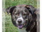 Border-Aussie DOG FOR ADOPTION RGADN-1343534 - Ozzee - Australian Shepherd /