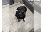 Rottweiler DOG FOR ADOPTION RGADN-1343535 - Motley/Referral - Rottweiler Dog For